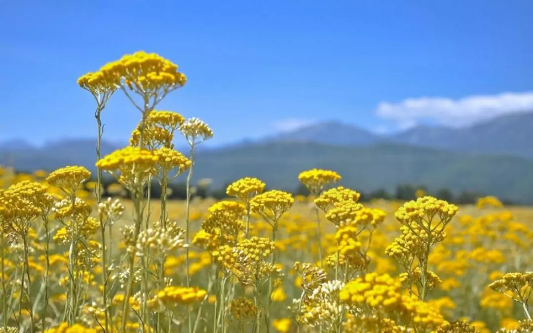 Les bienfaits de L&rsquo;Immortelle de Corse (ou Hélichryse Italienne)