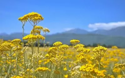 Les bienfaits de L’Immortelle de Corse (ou Hélichryse Italienne)